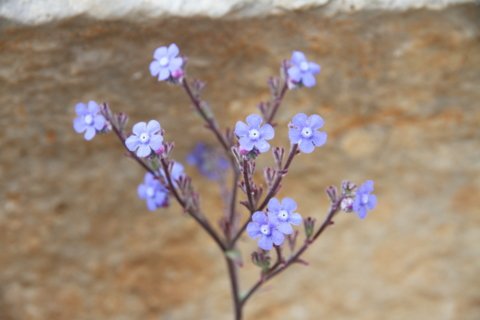 IMG_0011.JPG