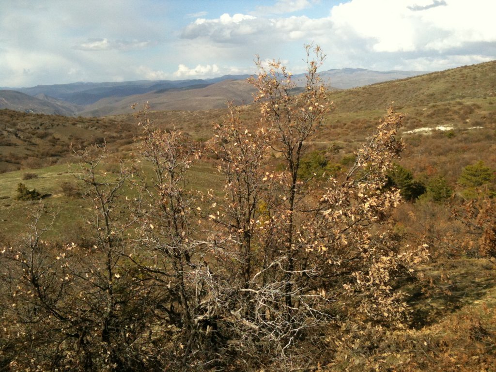 IMG_0018.jpg