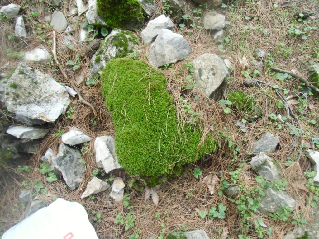 IMG_0057.JPG