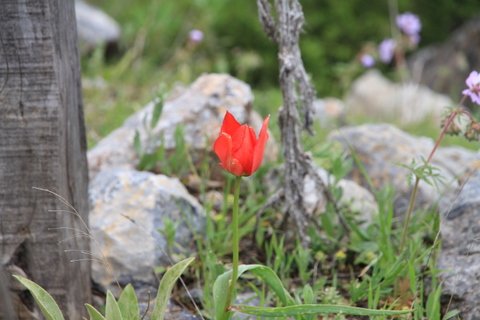 IMG_0167.JPG