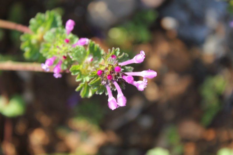 IMG_0188 [800x600].jpg