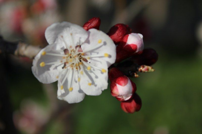 IMG_0190 [800x600].jpg