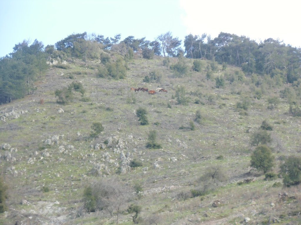 IMG_0218.JPG