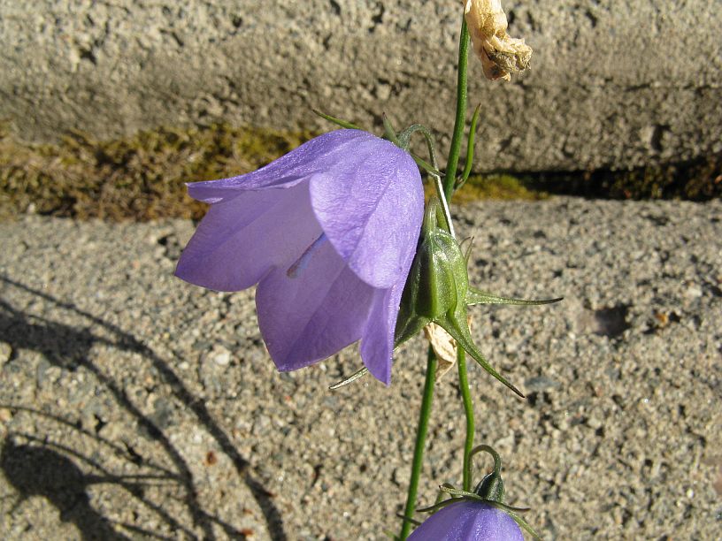 IMG_0827.jpg