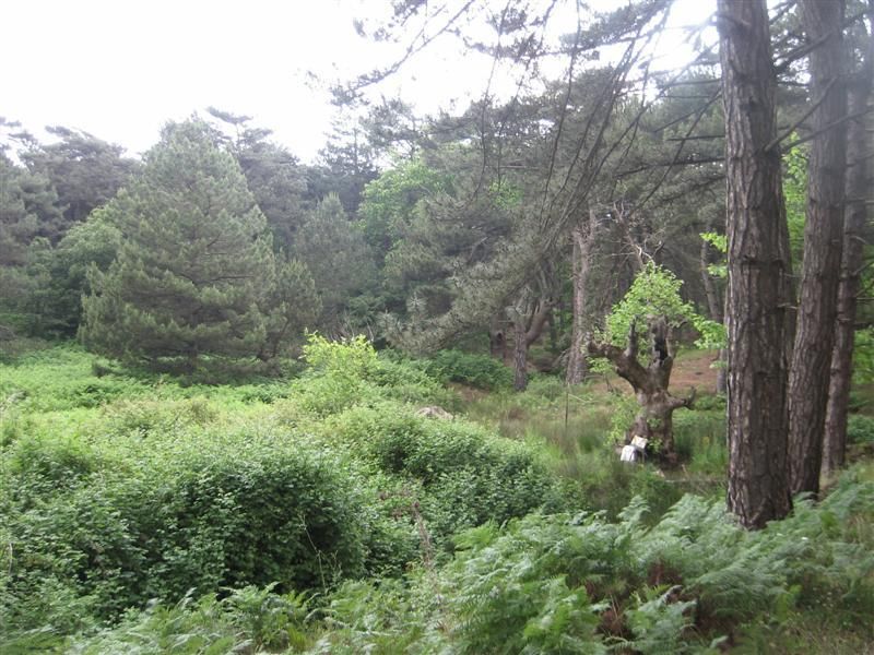 IMG_0987 (Orta) (Orta).jpg