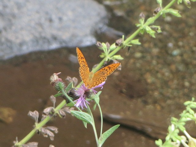 IMG_1450.JPG