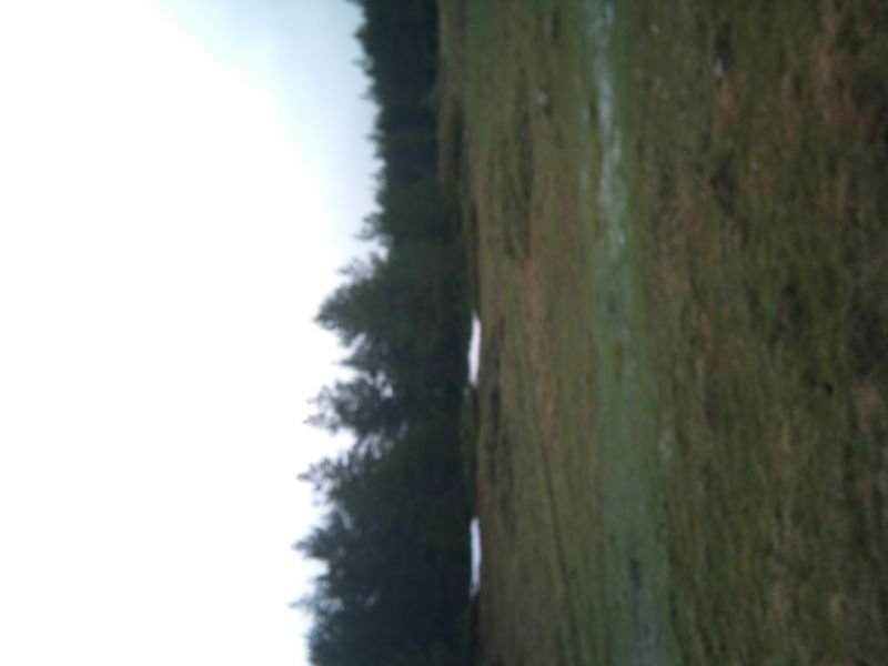 IMG_20110403_103251.jpg