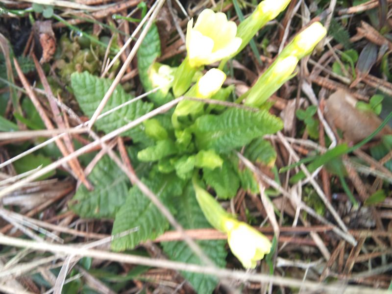 IMG_20110403_112837.jpg