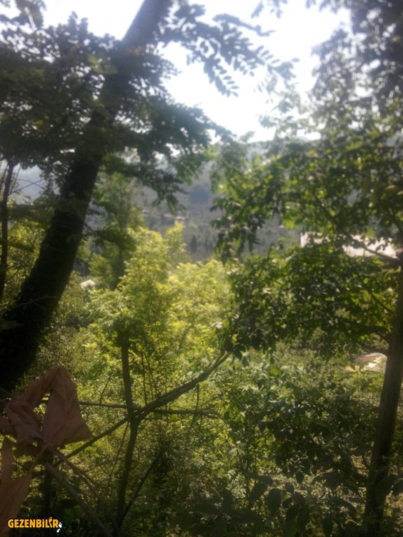 IMG_20150727_100937.jpg