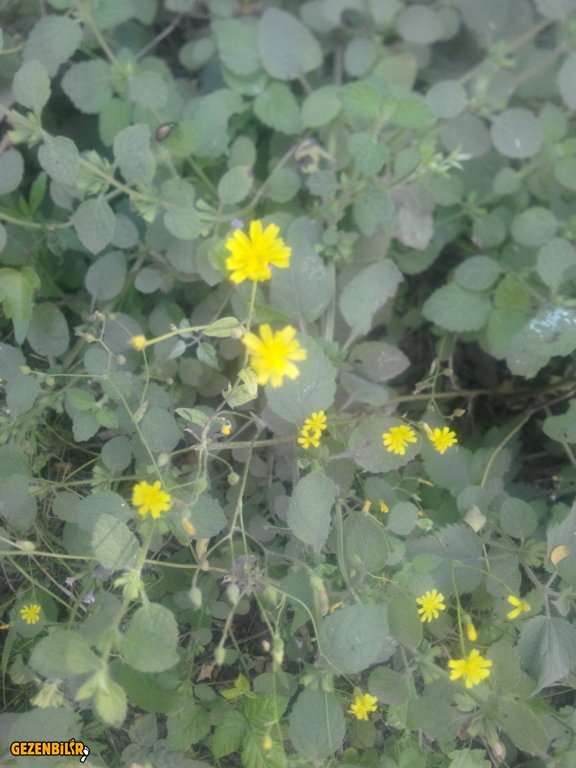 IMG_20150727_101100.jpg