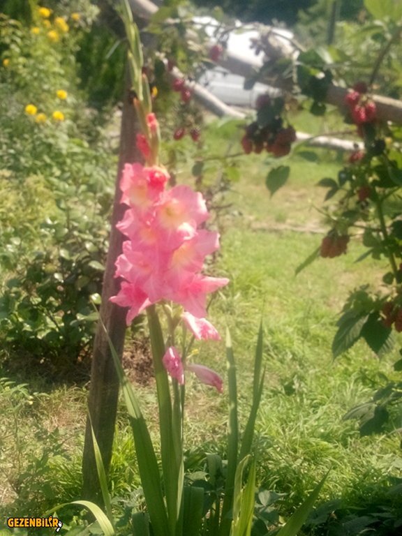 IMG_20150727_112911.jpg