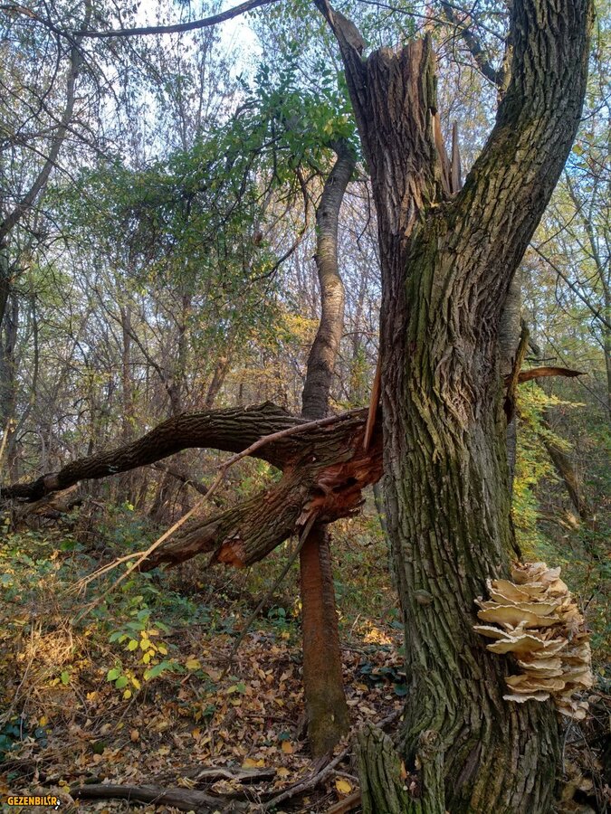 IMG_20181021_164316_HDR.jpg