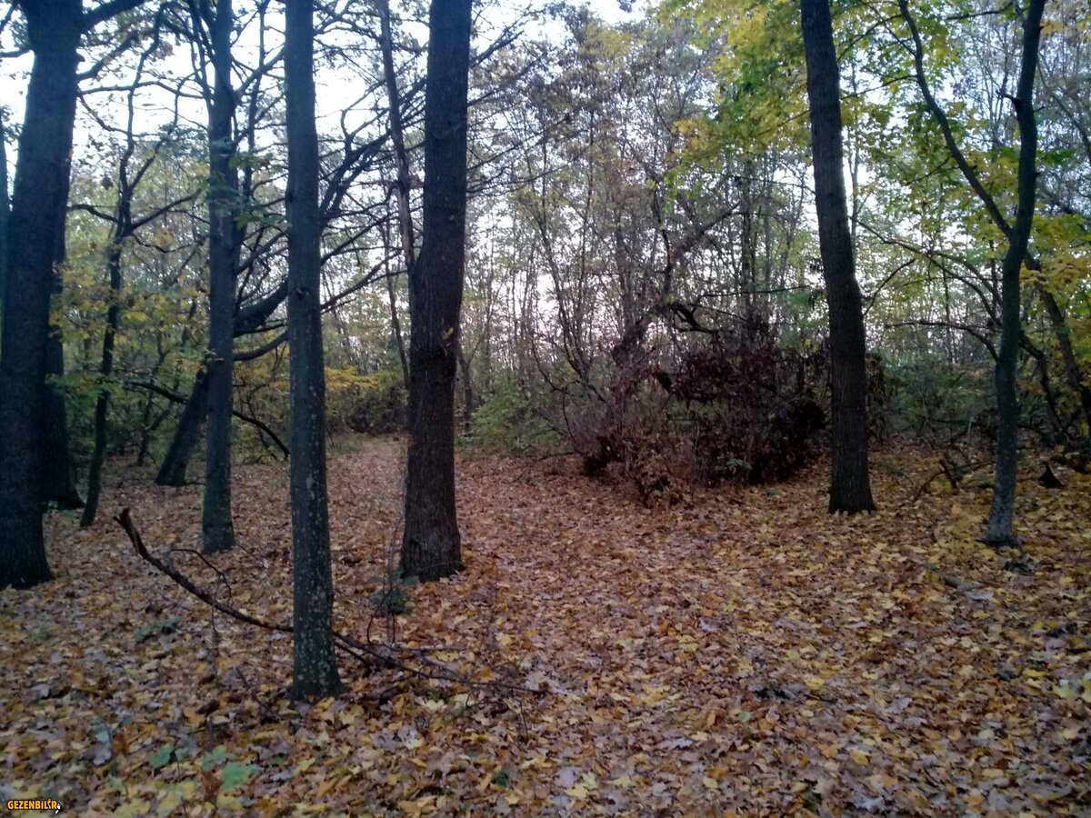 IMG_20181022_073746_HDR.jpg