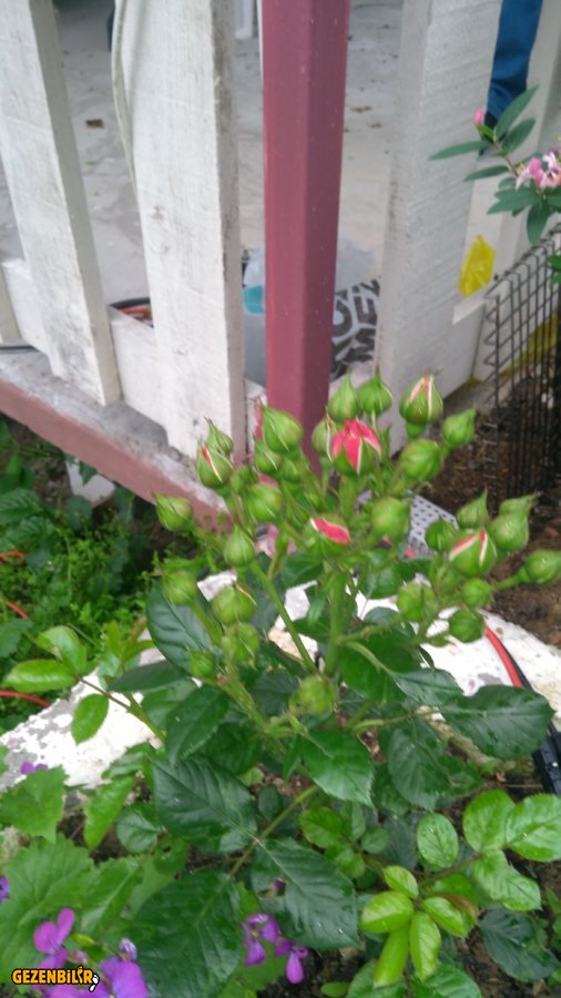 IMG_20190511_162639.jpg