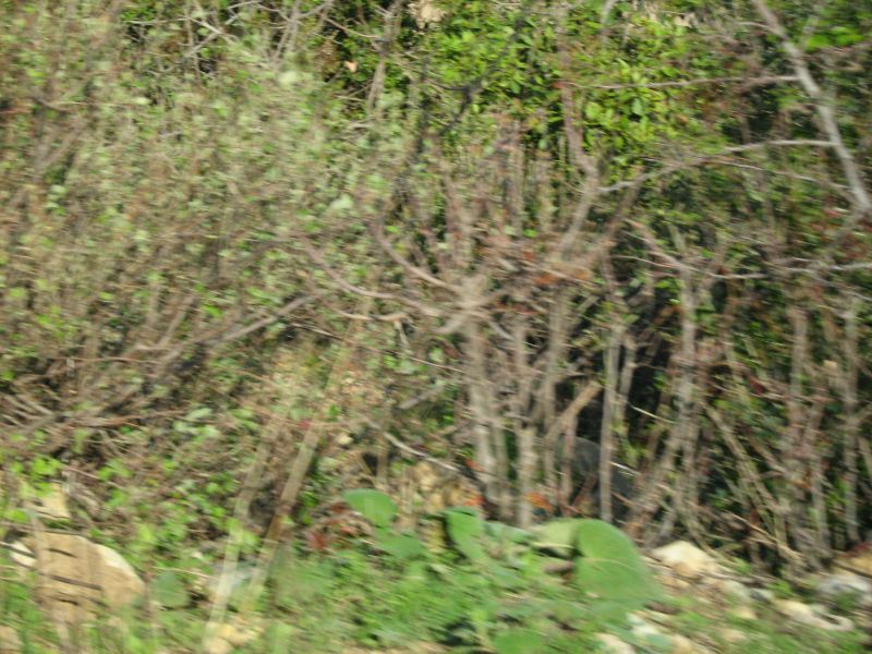 IMG_2027.jpg