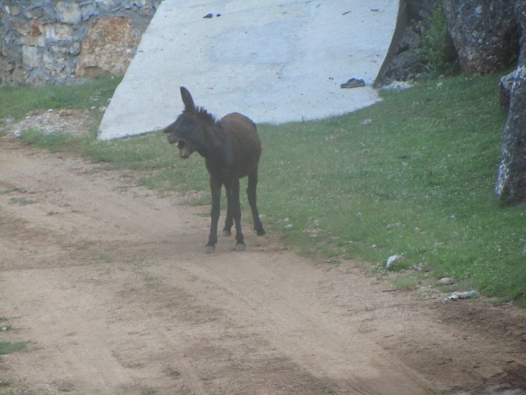 IMG_2412.jpg