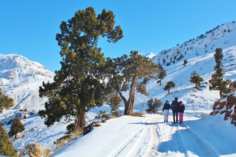 IMG_3118 (800x533).jpg