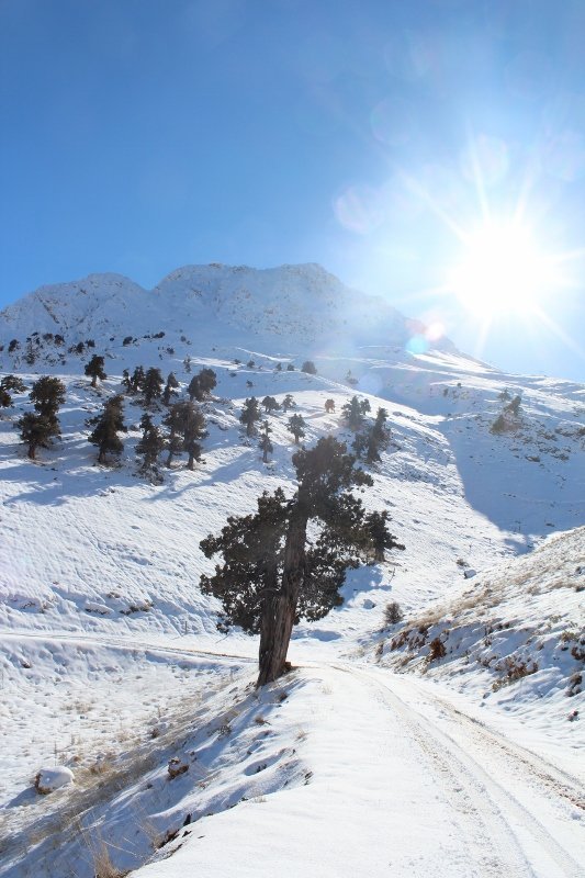 IMG_3121 (533x800).jpg