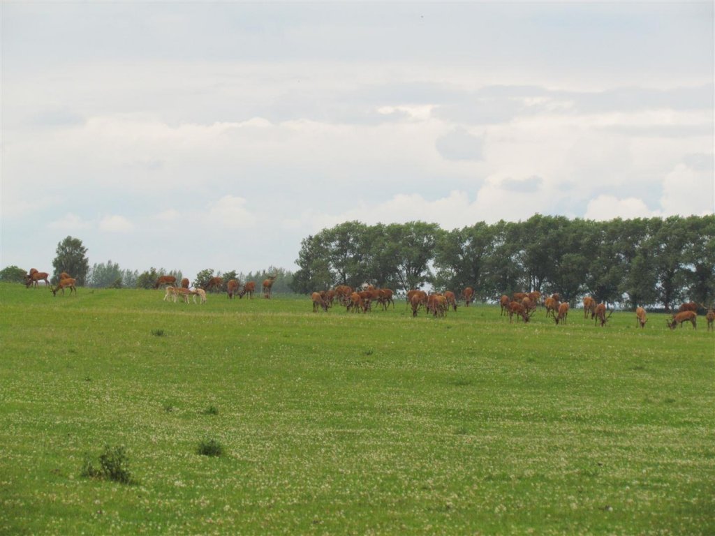 IMG_3634 (Large).jpg