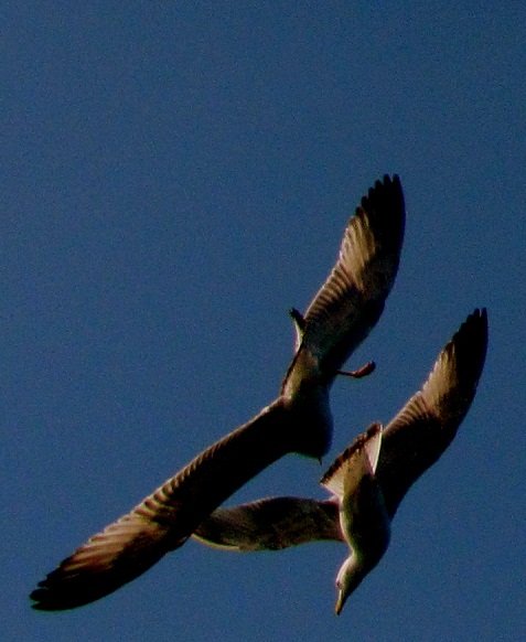 IMG_4002.JPG