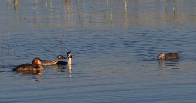 IMG_4333.JPG