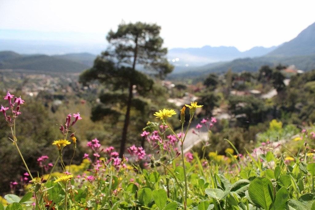 IMG_5570 (1024x683).jpg