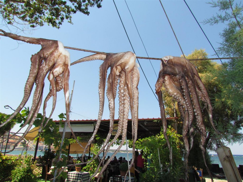 IMG_8176 (Large).JPG