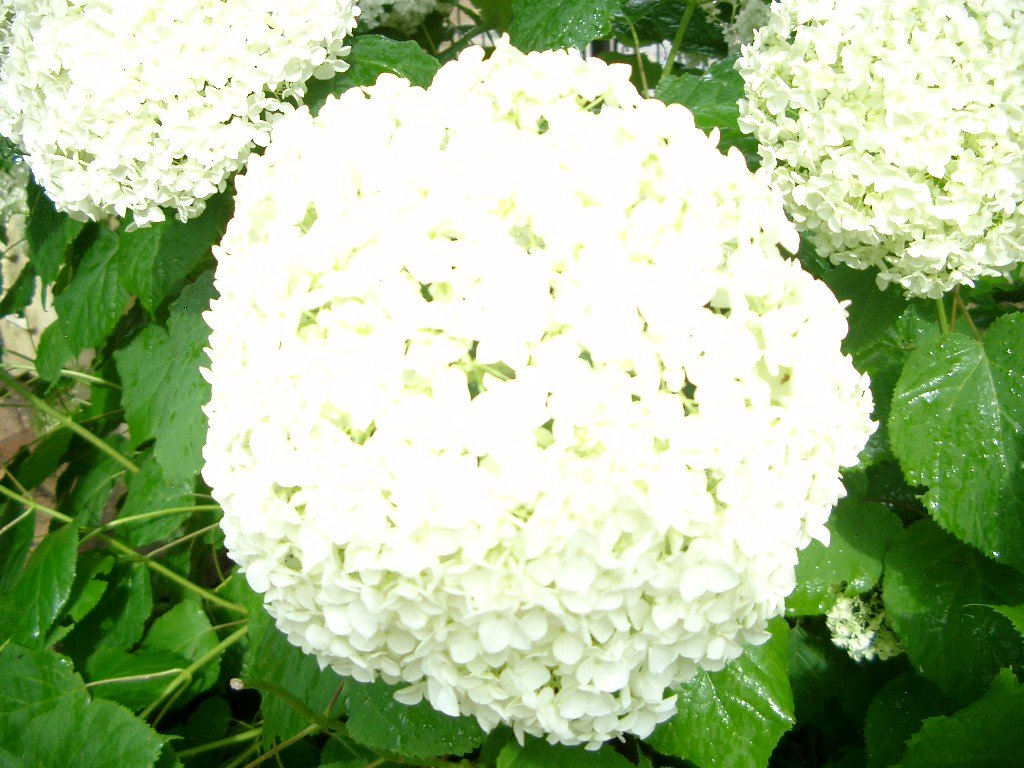 IMGP2977.JPG