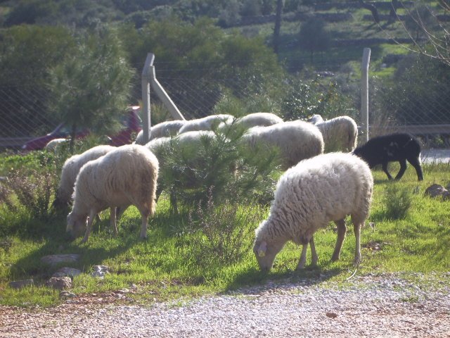 IMGP4730.JPG