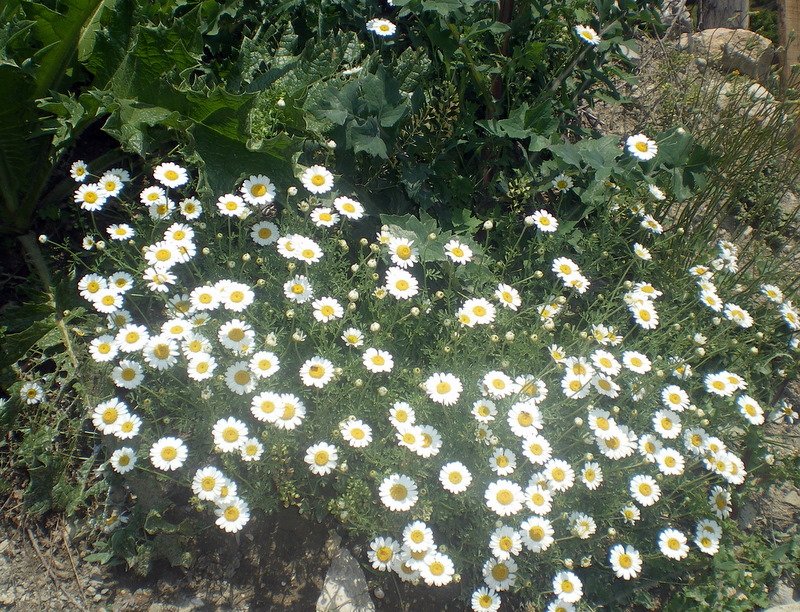 IMGP5934.JPG