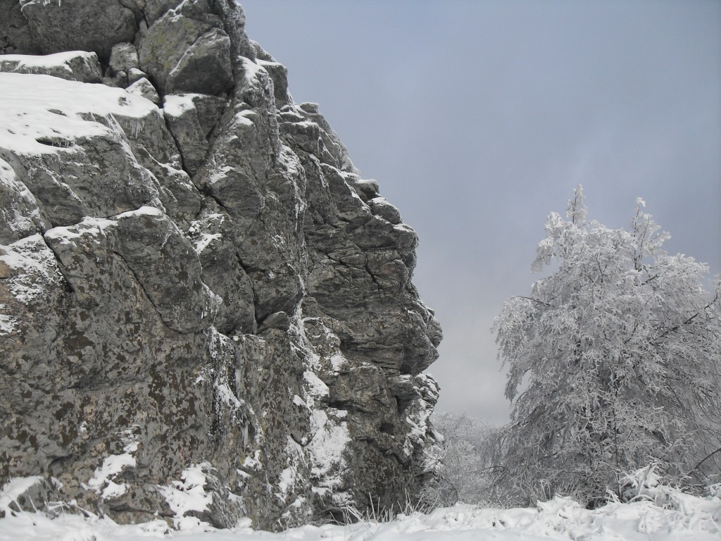 Istrancalar'da Bir Ak GÃƒÂƒÃ‚ÂƒÃƒÂ‚Ã‚Â¼vercin; FATMA KAYALAR.jpg