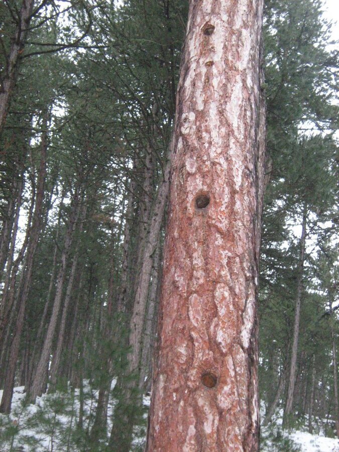 kÃƒÂƒÃ‚Â„ÃƒÂ‚Ã‚Â±zÃƒÂƒÃ‚Â„ÃƒÂ‚Ã‚Â±lcahamam-abant 027.JPG