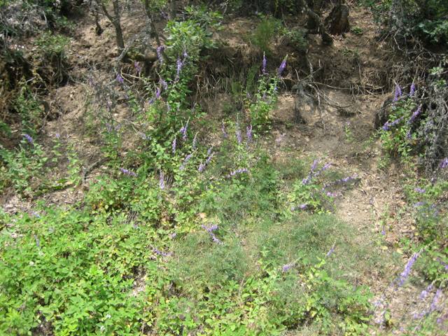 kÃƒÂƒÃ‚Â„ÃƒÂ‚Ã‚Â±zÃƒÂƒÃ‚Â„ÃƒÂ‚Ã‚Â±lcahamam soguksu 015.jpg