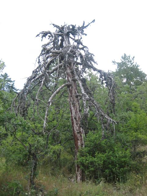 kÃƒÂƒÃ‚Â„ÃƒÂ‚Ã‚Â±zÃƒÂƒÃ‚Â„ÃƒÂ‚Ã‚Â±lcahamam soguksu 050.jpg