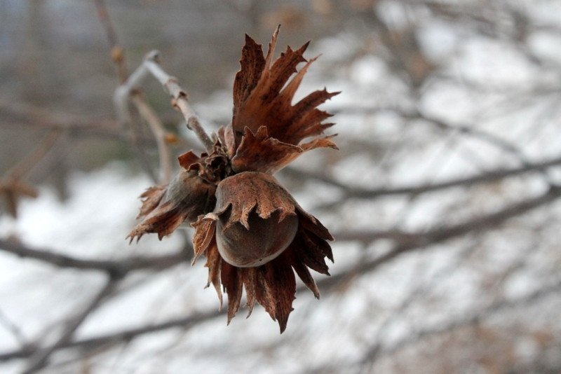 kampÃƒÂƒÃ‚ÂƒÃƒÂ‚Ã‚Â§antam keremali fÃƒÂƒÃ‚Â„ÃƒÂ‚Ã‚Â±ndÃƒÂƒÃ‚Â„ÃƒÂ‚Ã‚Â±k.jpg