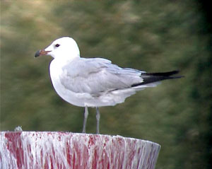 karaburun-marti1.jpg