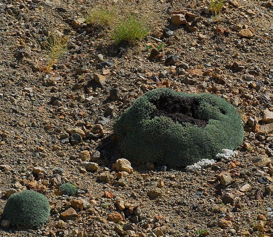 karÃƒÂƒÃ‚Â„ÃƒÂ‚Ã‚Â±nca yada kÃƒÂƒÃ‚ÂƒÃƒÂ‚Ã‚Â¶stebek yuvasÃƒÂƒÃ‚Â„ÃƒÂ‚Ã‚Â±.jpg