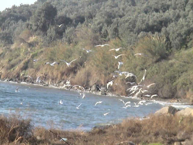 KARÃƒÂƒÃ‚Â…ÃƒÂ‚Ã‚ÂžIYAKA'da martÃƒÂƒÃ‚Â„ÃƒÂ‚Ã‚Â±lar.jpg