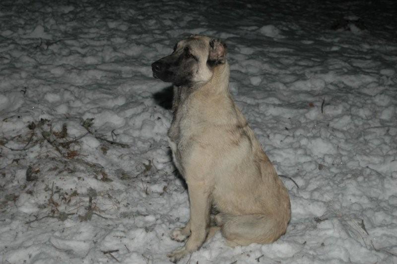 KaragÃƒÂƒÃ‚ÂƒÃƒÂ‚Ã‚Â¶l 153.jpg