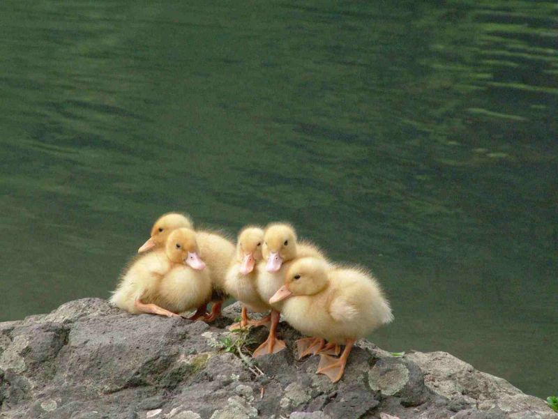 karagol_borcka (9).jpg