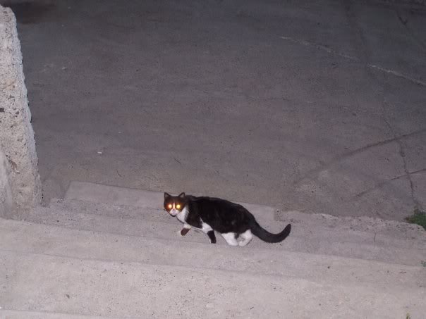 karakedi.jpg