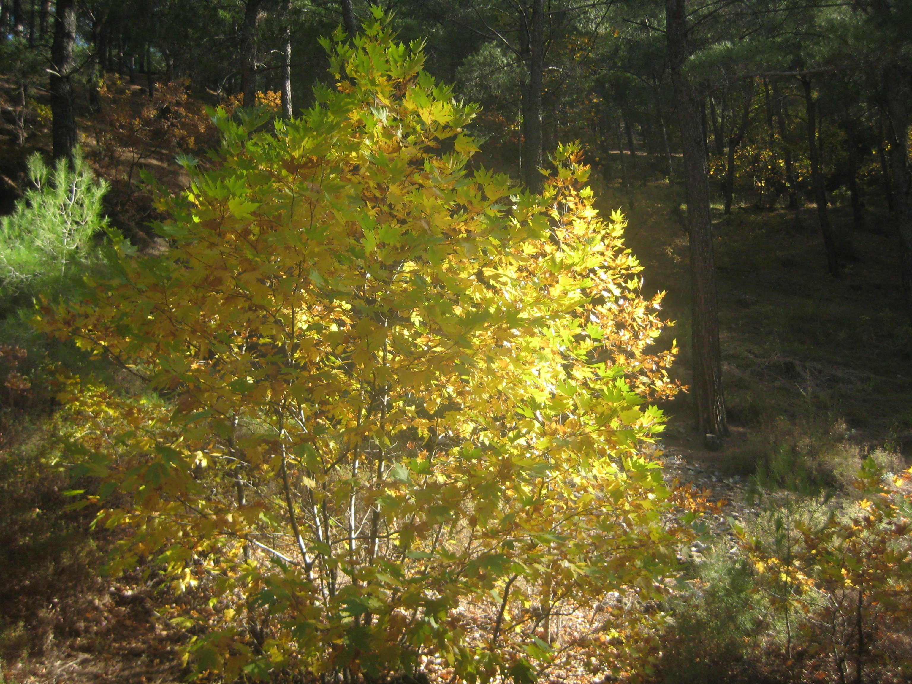 KavaklÃƒÂƒÃ‚Â„ÃƒÂ‚Ã‚Â±dere2011 GB 095.jpg