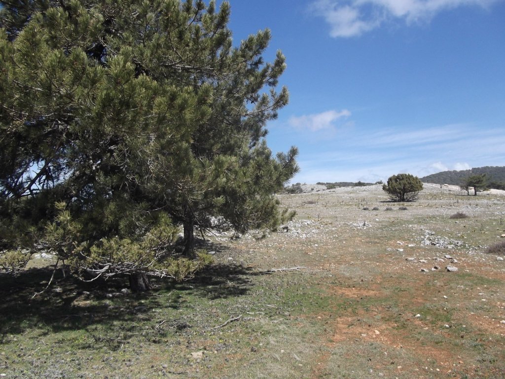 Kaynaklar - Nif - K.PaÃƒÂƒÃ‚Â…ÃƒÂ‚Ã‚ÂŸa(08 Nisan 2012)  00023.jpg