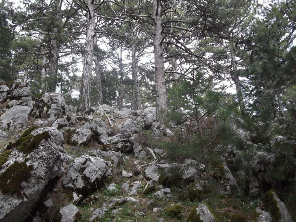 Kaynaklar - Nif - K.PaÃƒÂƒÃ‚Â…ÃƒÂ‚Ã‚ÂŸa(08 Nisan 2012)  00061.jpg