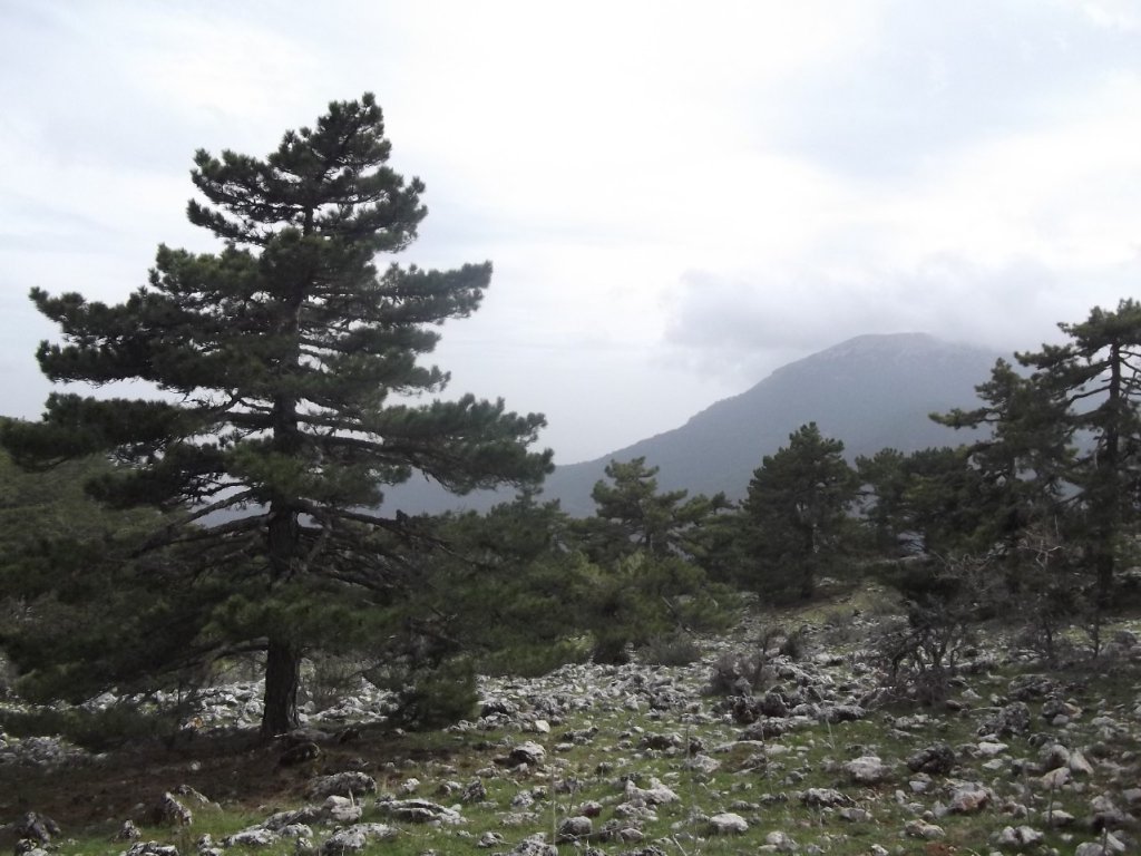 Kaynaklar - Nif - K.PaÃƒÂƒÃ‚Â…ÃƒÂ‚Ã‚ÂŸa(08 Nisan 2012)  00065.jpg