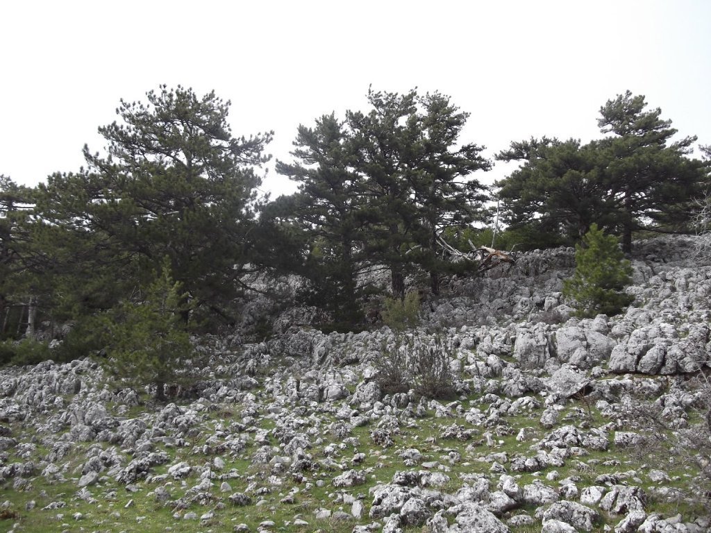 Kaynaklar - Nif - K.PaÃƒÂƒÃ‚Â…ÃƒÂ‚Ã‚ÂŸa(08 Nisan 2012)  00068.jpg