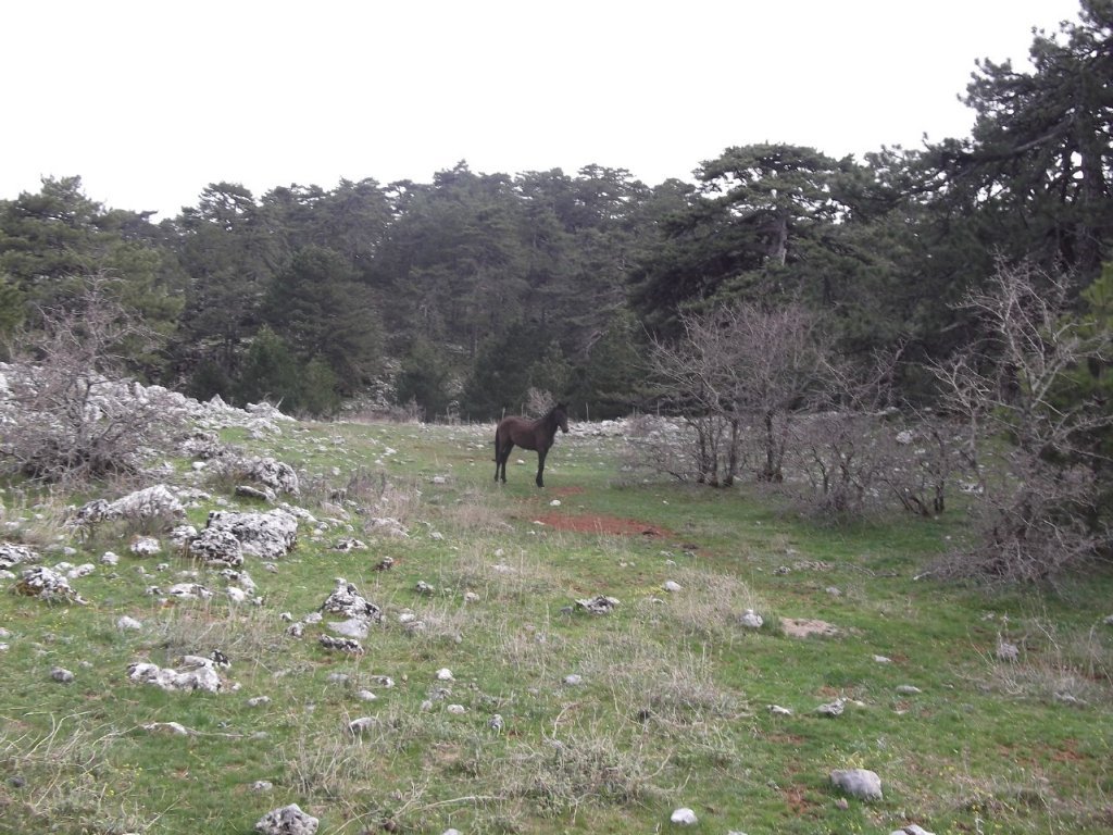 Kaynaklar - Nif - K.PaÃƒÂƒÃ‚Â…ÃƒÂ‚Ã‚ÂŸa(08 Nisan 2012)  00069.jpg