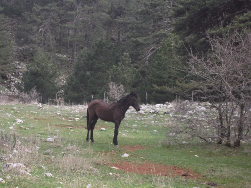 Kaynaklar   Nif   KPaa08 Nisan 2012  00070