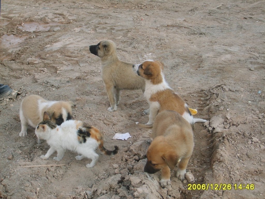 KEDÃƒÂƒÃ‚Â„ÃƒÂ‚Ã‚Â° KÃƒÂƒÃ‚ÂƒÃƒÂ‚Ã‚Â–PEK 009.jpg