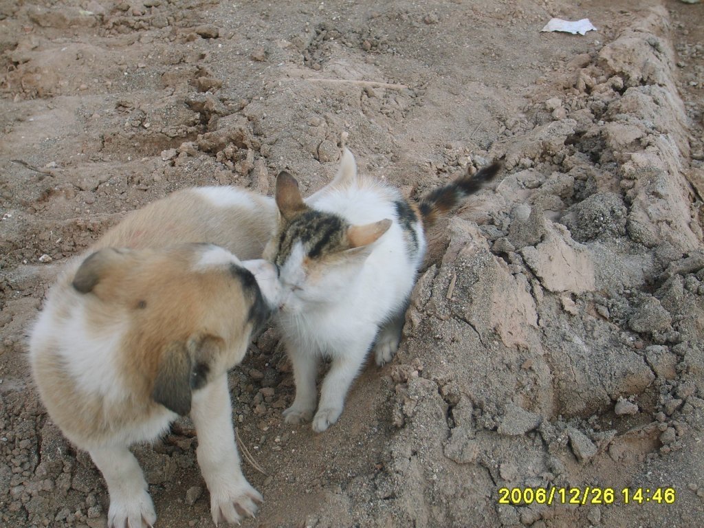 KEDÃƒÂƒÃ‚Â„ÃƒÂ‚Ã‚Â° KÃƒÂƒÃ‚ÂƒÃƒÂ‚Ã‚Â–PEK 010.jpg